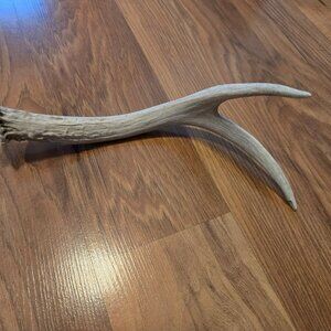 Deer antler